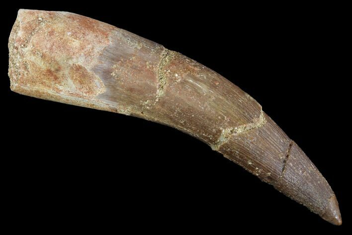 Bargain, Fossil Plesiosaur (Zarafasaura) Tooth - Morocco #91300